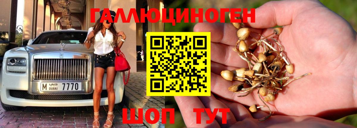 Псилоцибиновые грибы Psilocybe Нижнеудинск